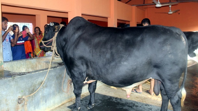 jhenidah cow