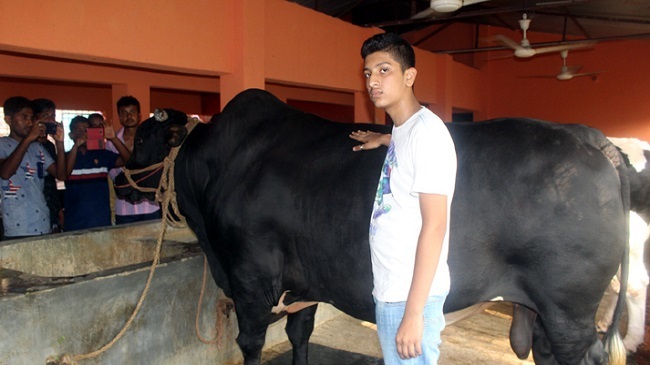 jhenidah cow3
