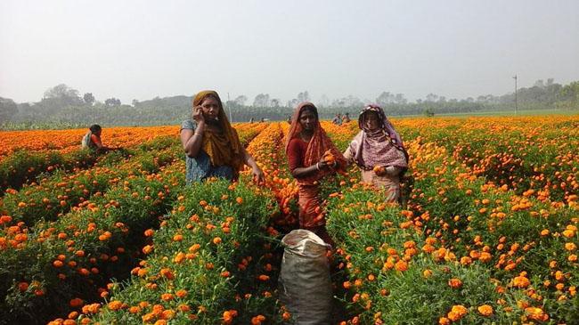 jhinaidah flowers 2