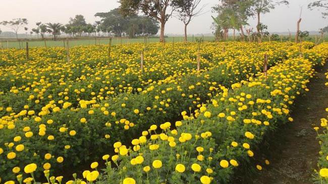 jhinaidah flowers