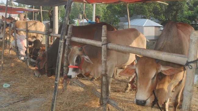 khulna cow