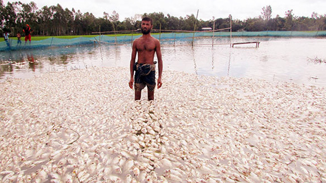 killing fish at sherpur