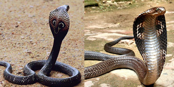 king cobra