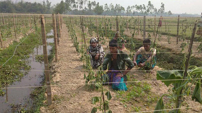 kisani vegetable tree