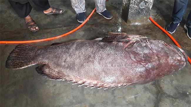 koibol sea fish