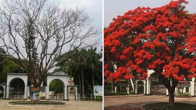 krishnacura tree of islamic university