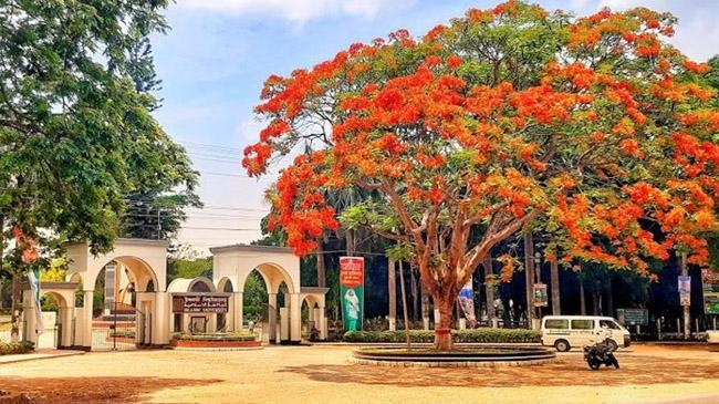 krishnacura tree of islamic university 1