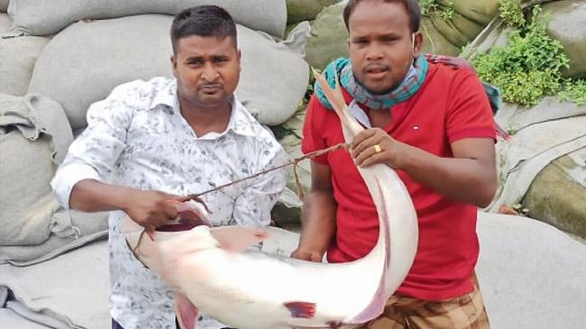 large fish padma rajbari