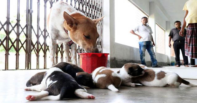 lily dog rajshahi