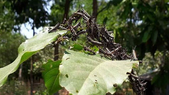 locust like insect teknaf inner