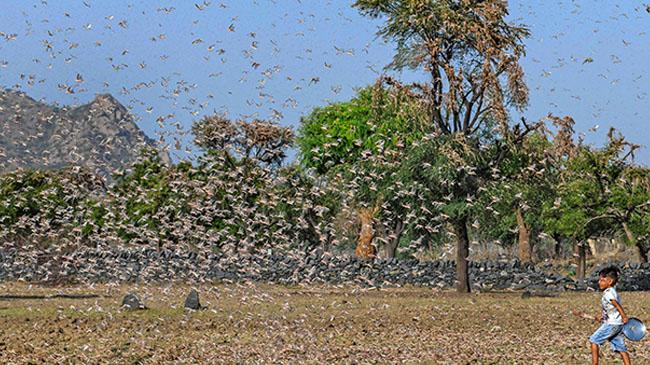 locusts image