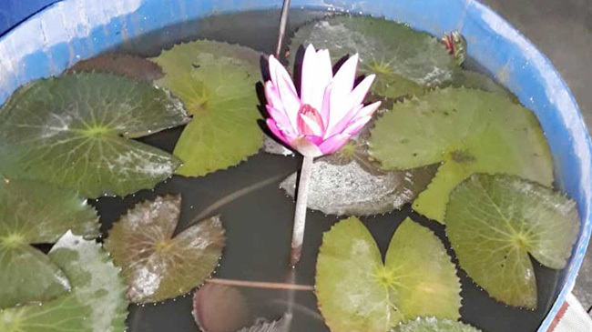 lotus flower on roof