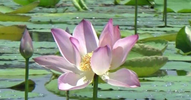 lotus view