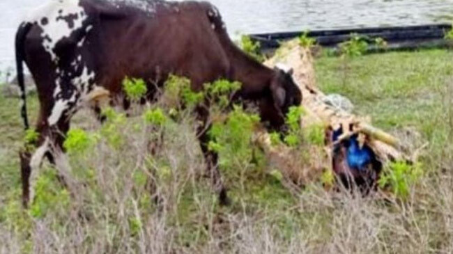 love dead owner cow in corona