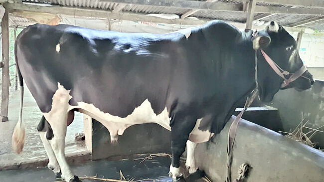 maharaj weighing 30 pounds