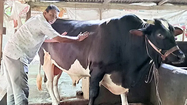 maharaj weighing 30 pounds 1
