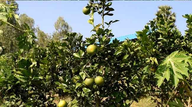 malta farmer azad2