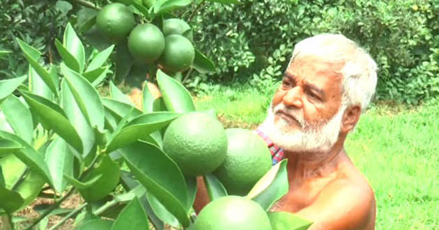 malta farming in brahmanbaria