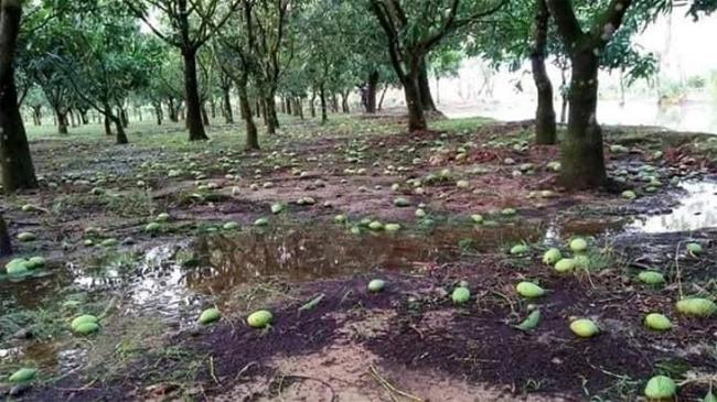 mango fall
