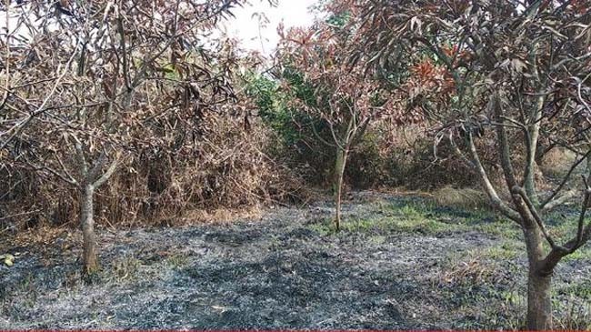 mango garden burned in tangail