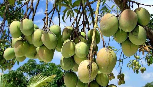 mango in rajshahi