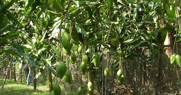 mango in the cottage garden 1