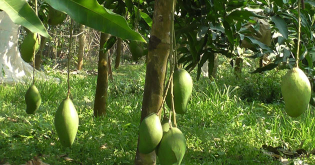 mango in the cottage garden 2