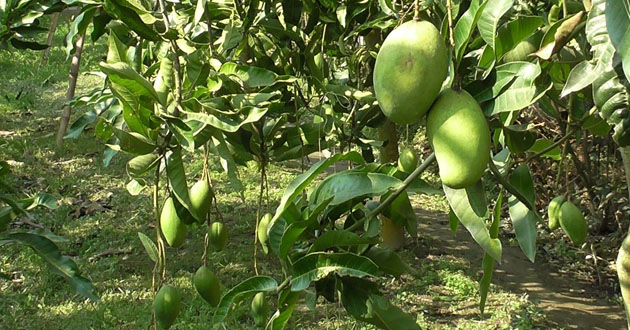 mango in the cottage garden 3