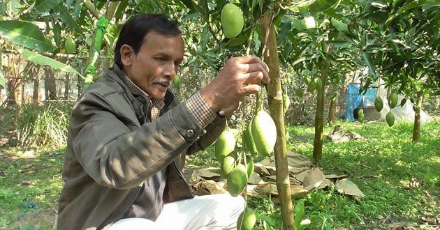 mango in the cottage garden