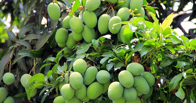 mango of bd