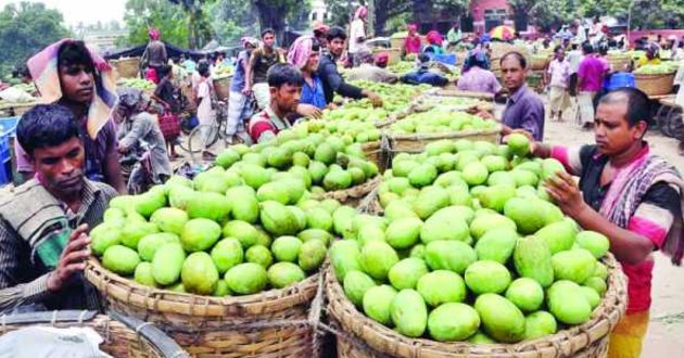 mango of chapai nababgonj