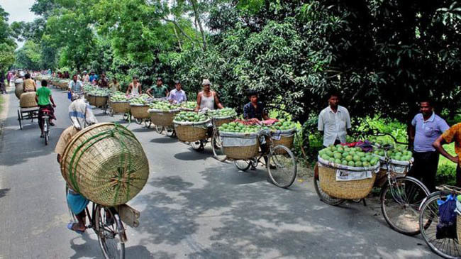 mango production naogoan