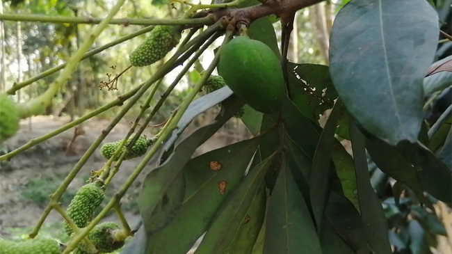 mango thakurgaon
