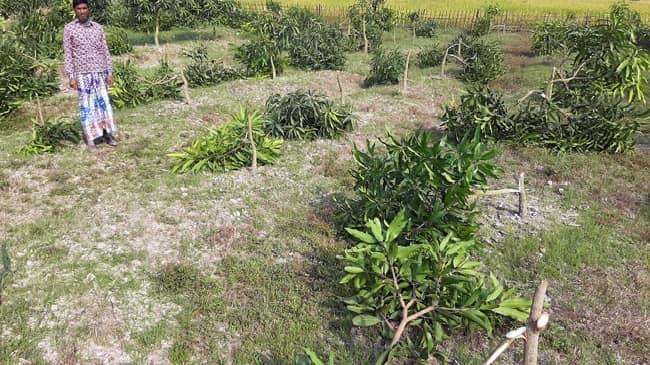 mango tree cut 1