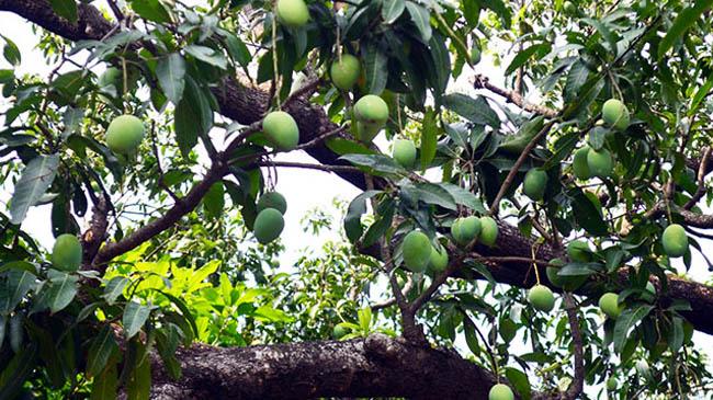 mango tree