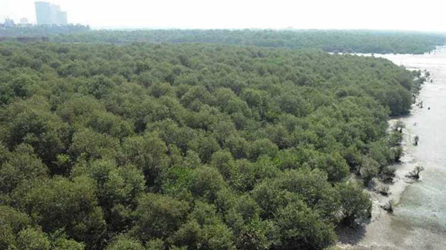 mangrove forest