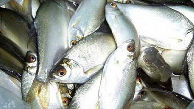 manipuri hilsa