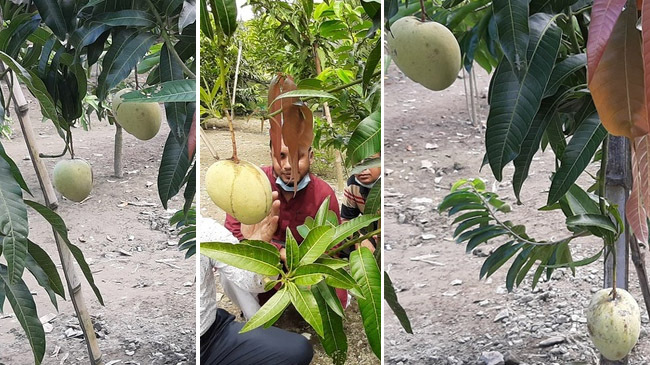 mehedi 2 mango
