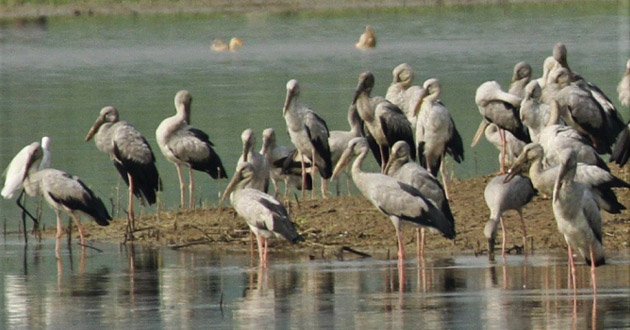 migratory bird