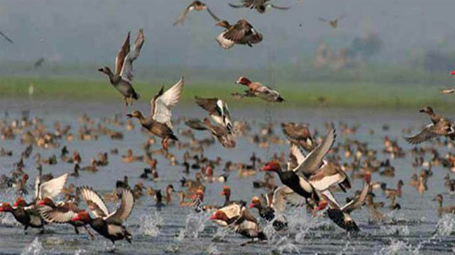 migratory birds 2
