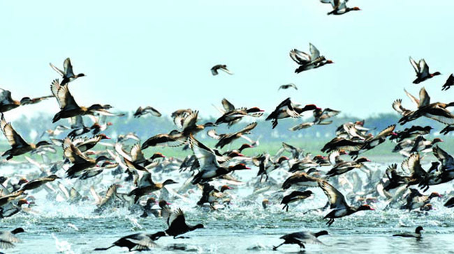 migratory birds
