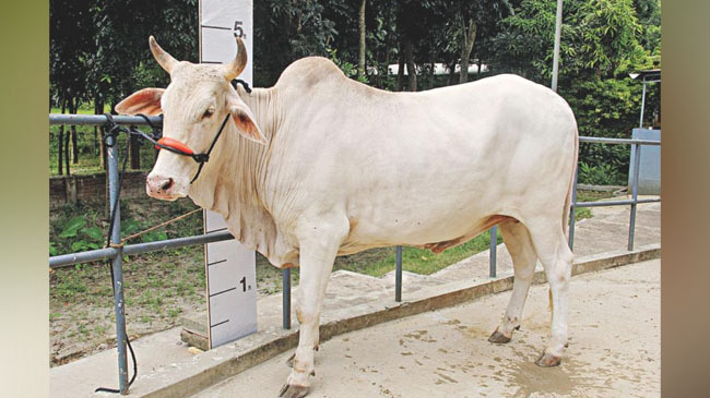 mirkadim cow
