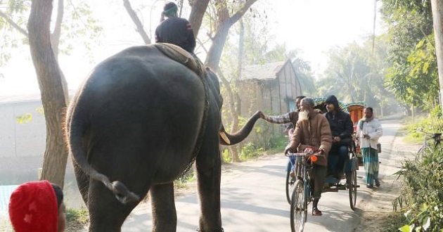 money collect by elephant