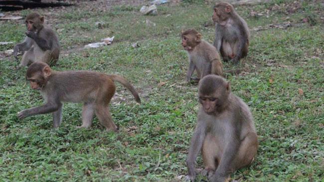 monkey image