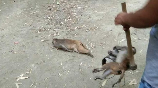 monkey in madaripur 2
