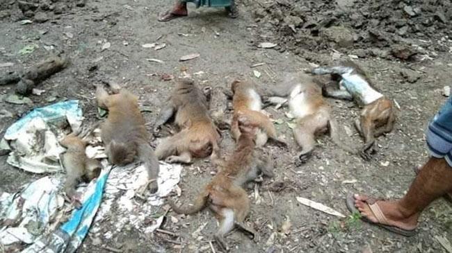 monkey in madaripur 3