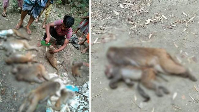 monkey in madaripur