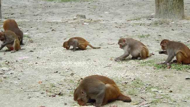 monkeys rural area