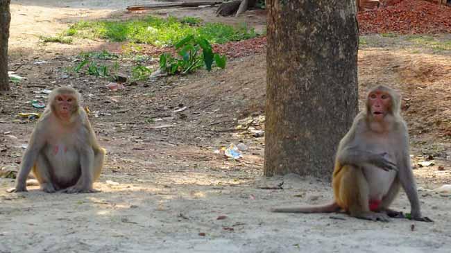 monkeys rural area1