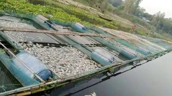 monosex fish farm in faridpur